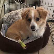 Thumbnail photo of Llew (Special Needs) #1