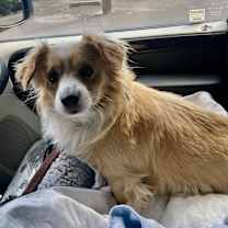 Thumbnail photo of Llew (Special Needs) #2