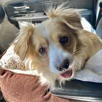 Thumbnail photo of Llew (Special Needs) #3