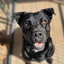 Thumbnail photo of Joley #1