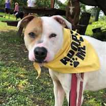 adopt-pet
