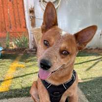 Thumbnail photo of Sam - ADOPTED 7/25 #1
