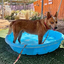 Thumbnail photo of Sam - ADOPTED 7/25 #2