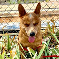 Thumbnail photo of Sam - ADOPTED 7/25 #3