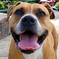 Thumbnail photo of Ginger #2