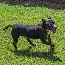 Thumbnail photo of Raven #4