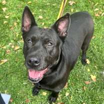 Thumbnail photo of Millie #1