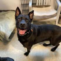 Thumbnail photo of Millie #3