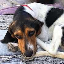 Thumbnail photo of Daisy Mae #1