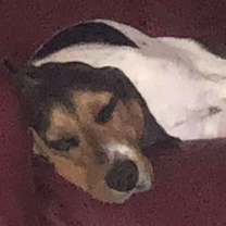 Thumbnail photo of Daisy Mae #3