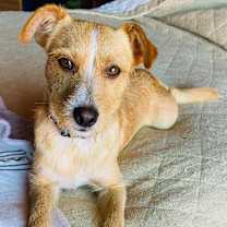 Thumbnail photo of Jack "ADOPTED" 09/09/21 #2