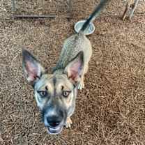 Thumbnail photo of Maggie #1