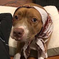 Thumbnail photo of Jenna - *SUPER URGT* NEEDS IMMED FOSTER #2