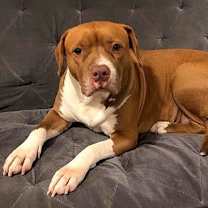 Thumbnail photo of Jenna - *SUPER URGT* NEEDS IMMED FOSTER #4