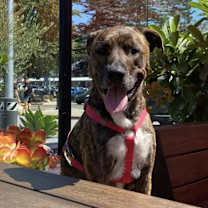 Thumbnail photo of Winston #1