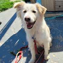 adopt-pet