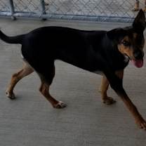 Thumbnail photo of Sheena #3