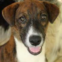 Thumbnail photo of ALEXANDER ! #1