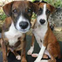 Thumbnail photo of ALEXANDER ! #4