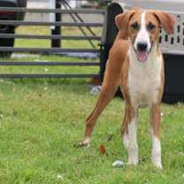 Thumbnail photo of OPIE JAMES ! #3