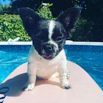 Thumbnail photo of Blueberry #1