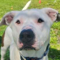 Thumbnail photo of Orion #3