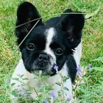 Thumbnail photo of Blueberry #2