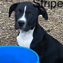 Thumbnail photo of Stripe #1