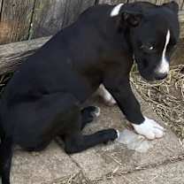 Thumbnail photo of Stripe #2