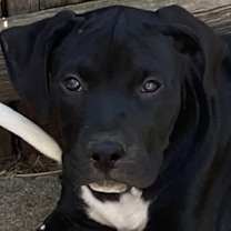 Thumbnail photo of Big Boy #1