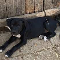 Thumbnail photo of Big Boy #3