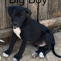 Thumbnail photo of Big Boy #4