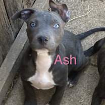 Thumbnail photo of Ash #1
