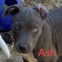 Thumbnail photo of Ash #2