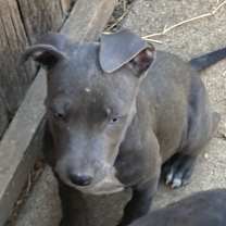 Thumbnail photo of Ash #3