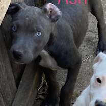 Thumbnail photo of Ash #4