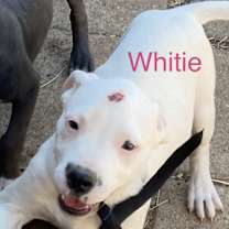 Thumbnail photo of White #1