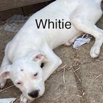 Thumbnail photo of White #2