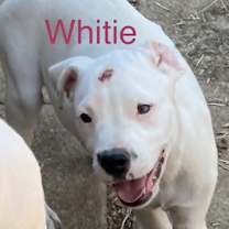 Thumbnail photo of White #3