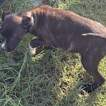 Thumbnail photo of Lucky #4