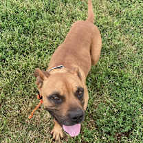 Thumbnail photo of Scooby #2