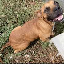 Thumbnail photo of Scooby #3