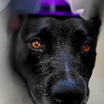 Thumbnail photo of Hope #1