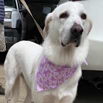 Thumbnail photo of Lacey #1