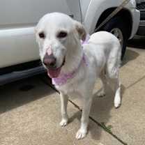 Thumbnail photo of Lacey #2