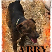 Thumbnail photo of Abby #2