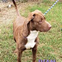 Thumbnail photo of Ivan #3