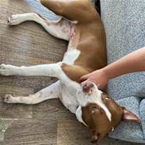 Thumbnail photo of Honey #2