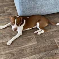 Thumbnail photo of Honey #3