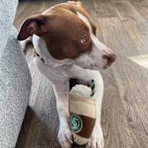 Thumbnail photo of Honey #4